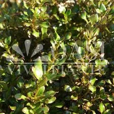 Coprosma coppershine 