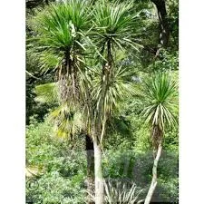 Cordyline australis 