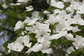 Cornus Eddies white wonder 