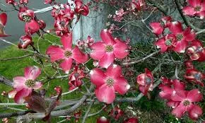 Cornus florida Cherokee chief 