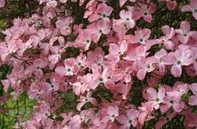 Cornus florida 
