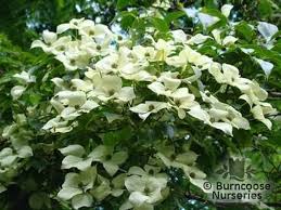 Cornus kousa chinensis 