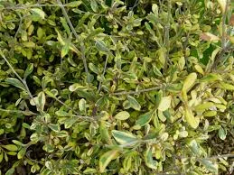 Corokia sunsplash 