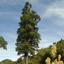 Dacrycarpus Dacrydoides 