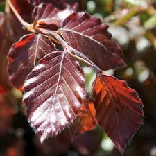 Fagus Sylvatica Purpurea 
