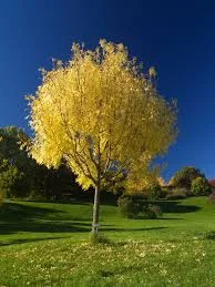 Fraxinus Excelsior Aurea 