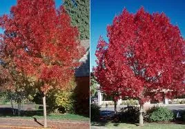 Fraxinus Oxycarpa Raywoodii 