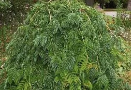 Gleditsia Emerald Cascade
