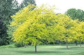 Gleditsia Triacanthos Inermis Sunburst 