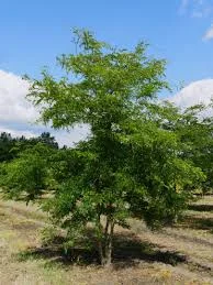 Gleditsia Triacanthos Inermis 