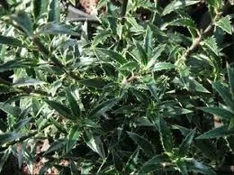 Ilex Angustifolia