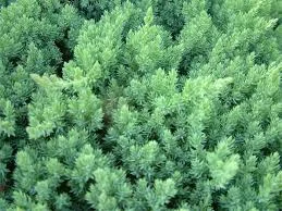 Juniperus rigida