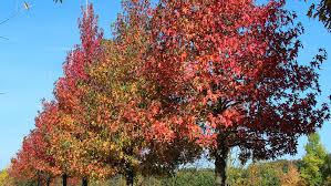 Liquidambar styraciflua 