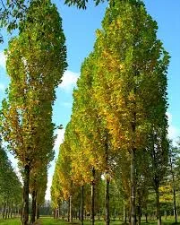 Liriodendron tulipifera fastigiatum 