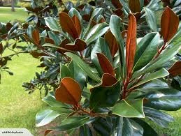 Magnolia grandiflora Blanchard 