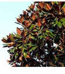 Magnolia grandiflora russet