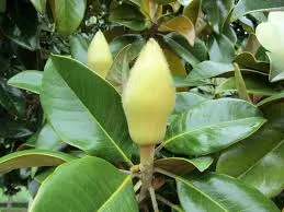 Magnolia grandiflora 