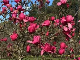 Magnolia Red As