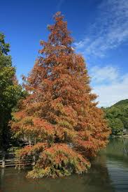Metasequoia glyptostroboides 