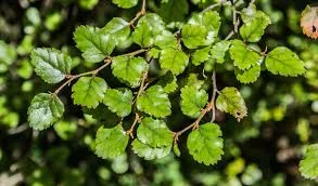 Nothofagus fusca