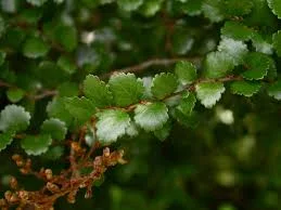 Nothofagus menziesii