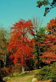 Nyssa sylvatica biflora