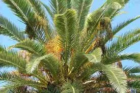 Phoenix canariensis 