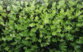 Pittosporum tenuifolium Stephens island 