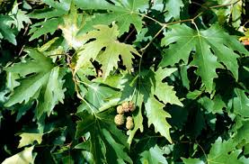 Platanus orientalis 
