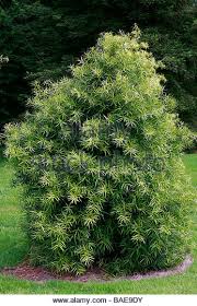 Podocarpus salignus 