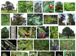 Prumnopitys ferruginea 