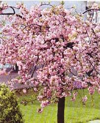 Prunus shimidsu sakura 