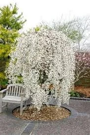 Prunus subhirtella falling snow 