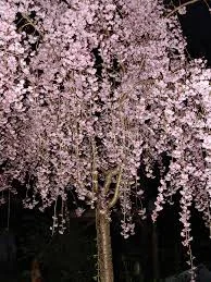 Prunus subhirtella rosea 