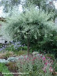 Pyrus salicifolia pendula