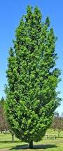 Quercus robur fastigiata 