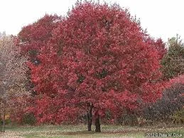 Quercus rubra 