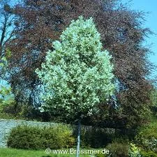 Sorbus aria lutescens 