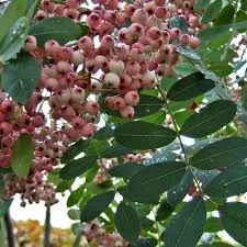 Sorbus hupehensis 