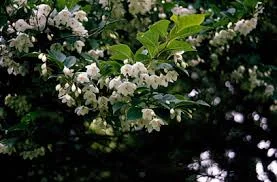 Styrax japonica 