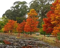 Taxodium distichum 