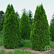 Thuja occidentalis smaragd 
