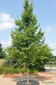 Ulmus carpinifolia frontier 