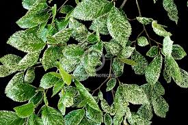 Ulmus carpinifolia variegata 