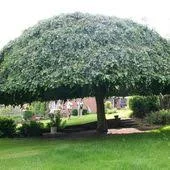 Ulmus glabra horizontalis 