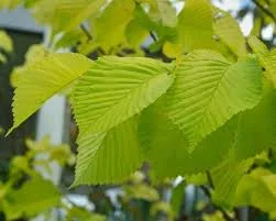 Ulmus glabra lutescens 