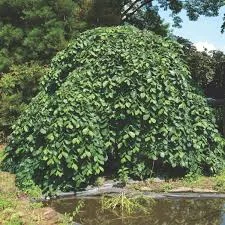 Ulmus glabra pendula 