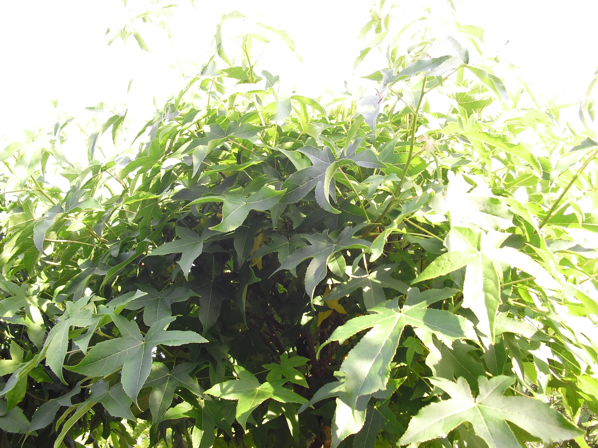 Welcome to Canterbury Trees