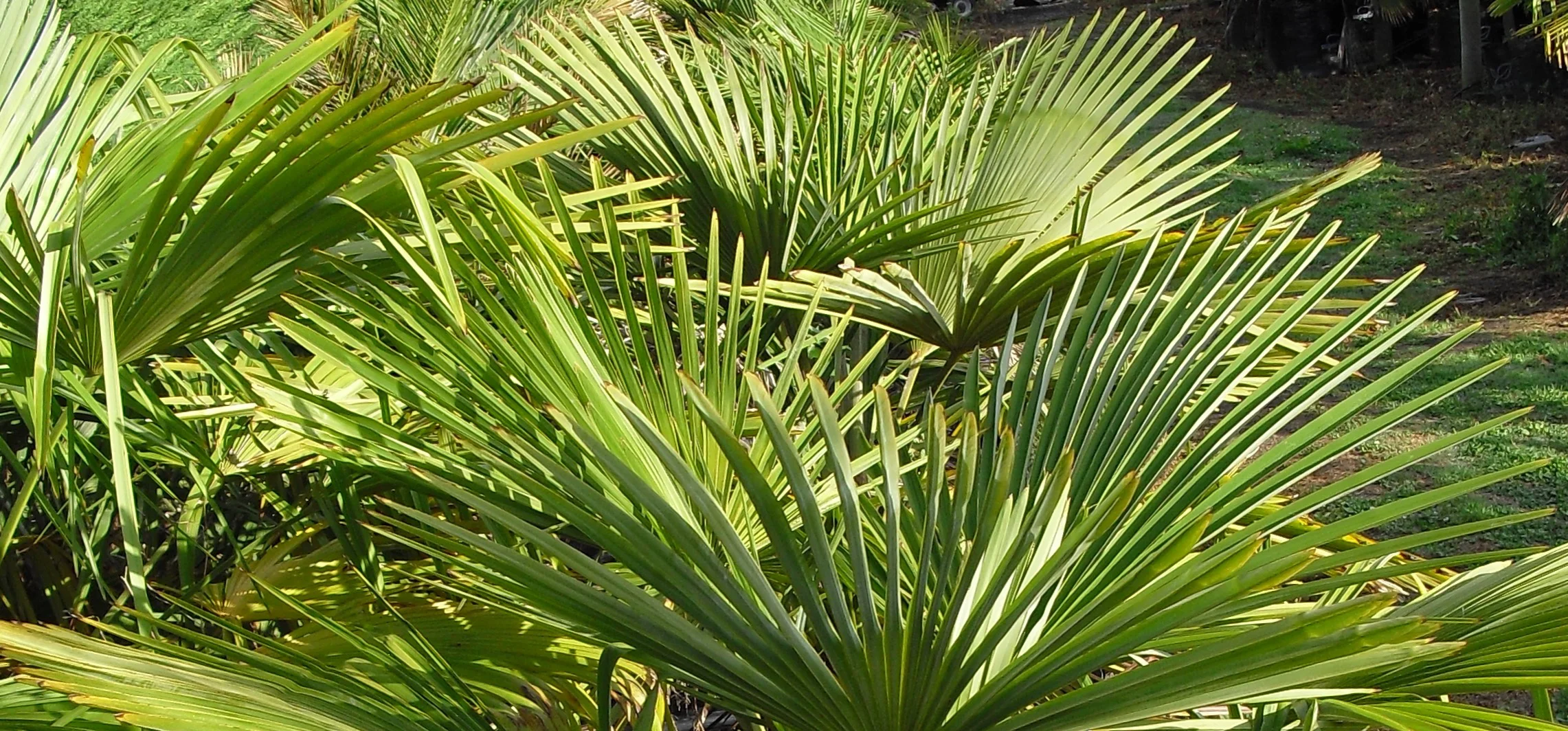 Welcome to Canterbury Trees