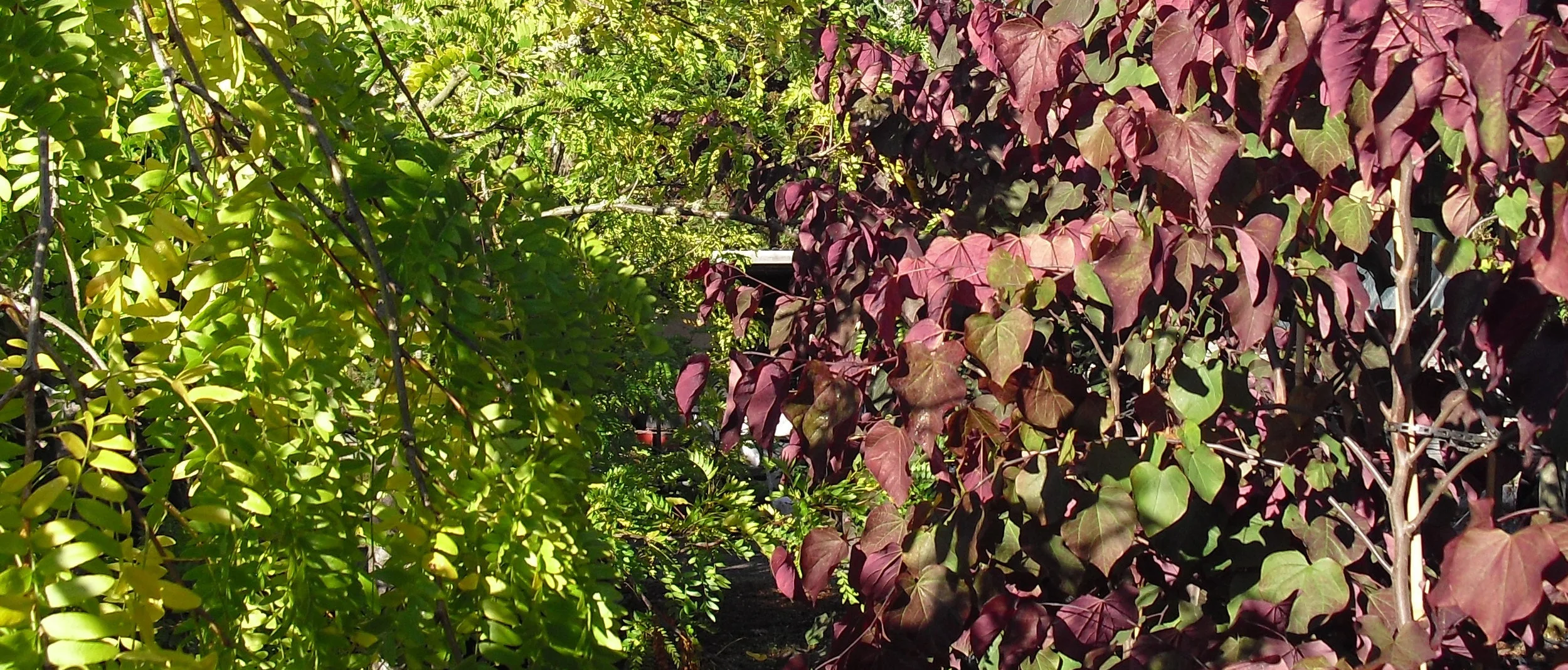 Welcome to Canterbury Trees